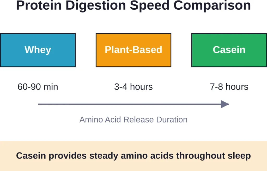 Comparison of how quickly different protein types digest and release amino acids into the bloodstream.