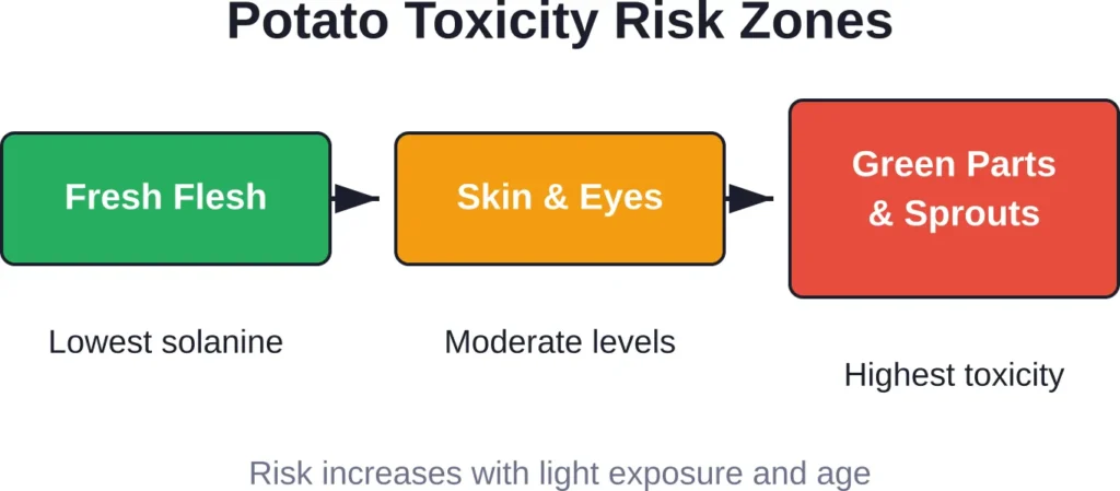 Solanine concentration varies significantly by potato part, with green areas and sprouts posing the highest risk.