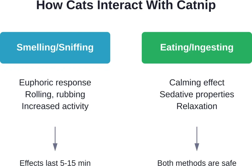 The different effects of smelling versus eating catnip, with both methods being completely safe for cats.