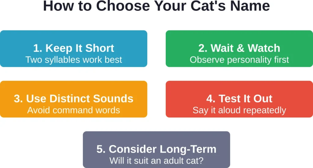 Five essential steps for selecting a name your cat will recognize and respond to throughout his life.