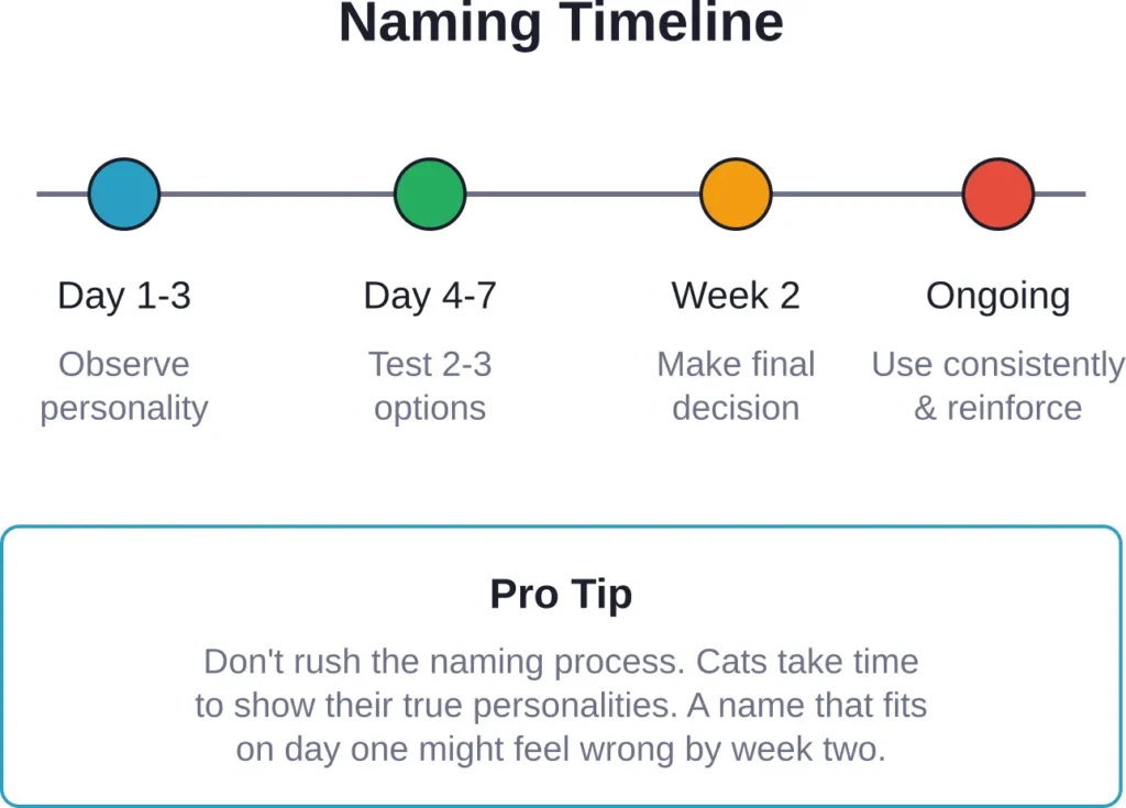 Recommended timeline for choosing and finalizing your cat's name
