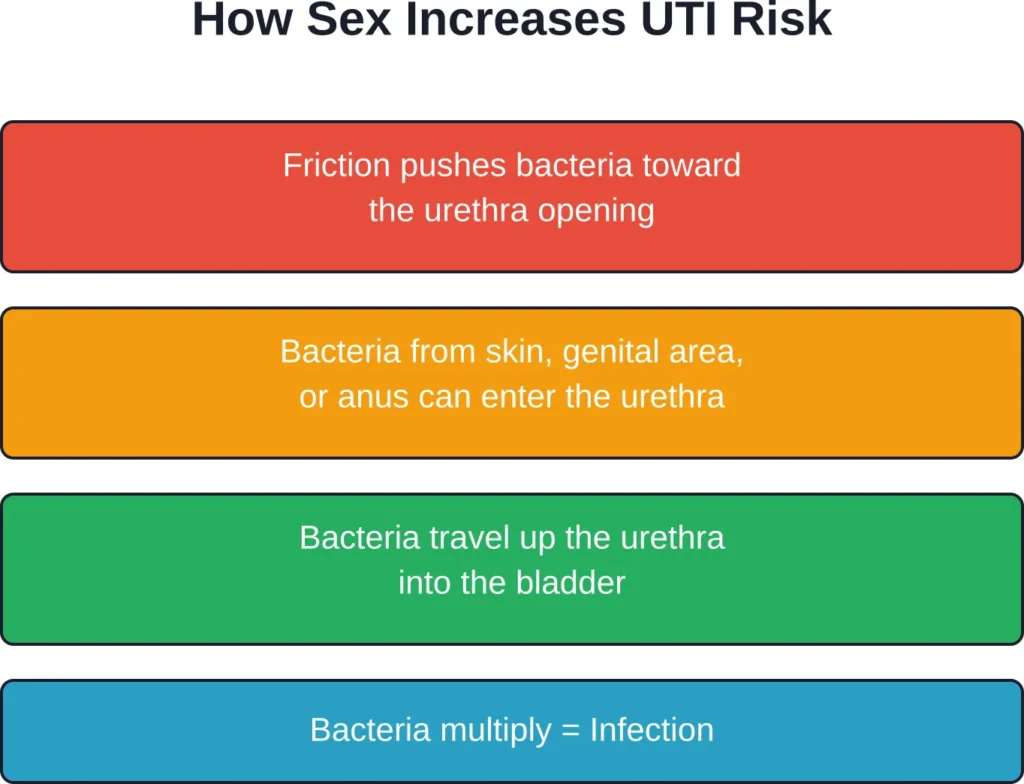 The biological mechanism linking sexual activity to increased UTI risk
