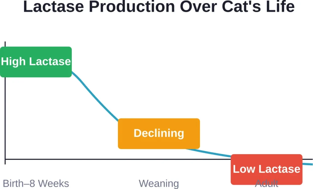 Cats produce high levels of lactase as kittens but lose this ability after weaning, making most adult cats lactose intolerant.
