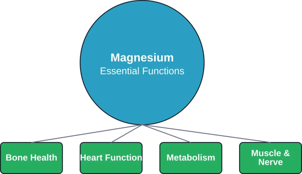 Magnesium supports multiple interconnected systems throughout the body, from structural bone health to metabolic and cardiovascular function.