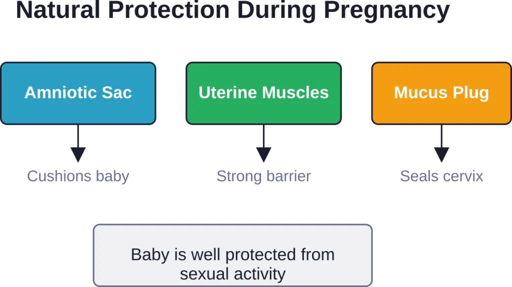 Multiple layers of protection shield the developing baby during sexual activity in pregnancy.

