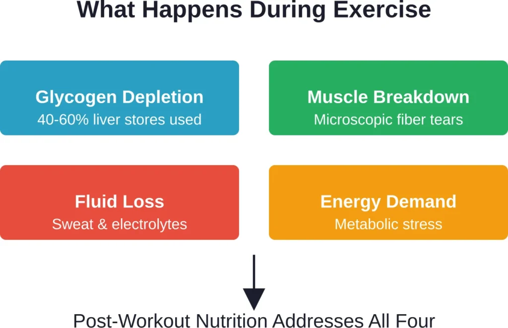 Exercise creates four primary recovery challenges that proper nutrition addresses simultaneously.