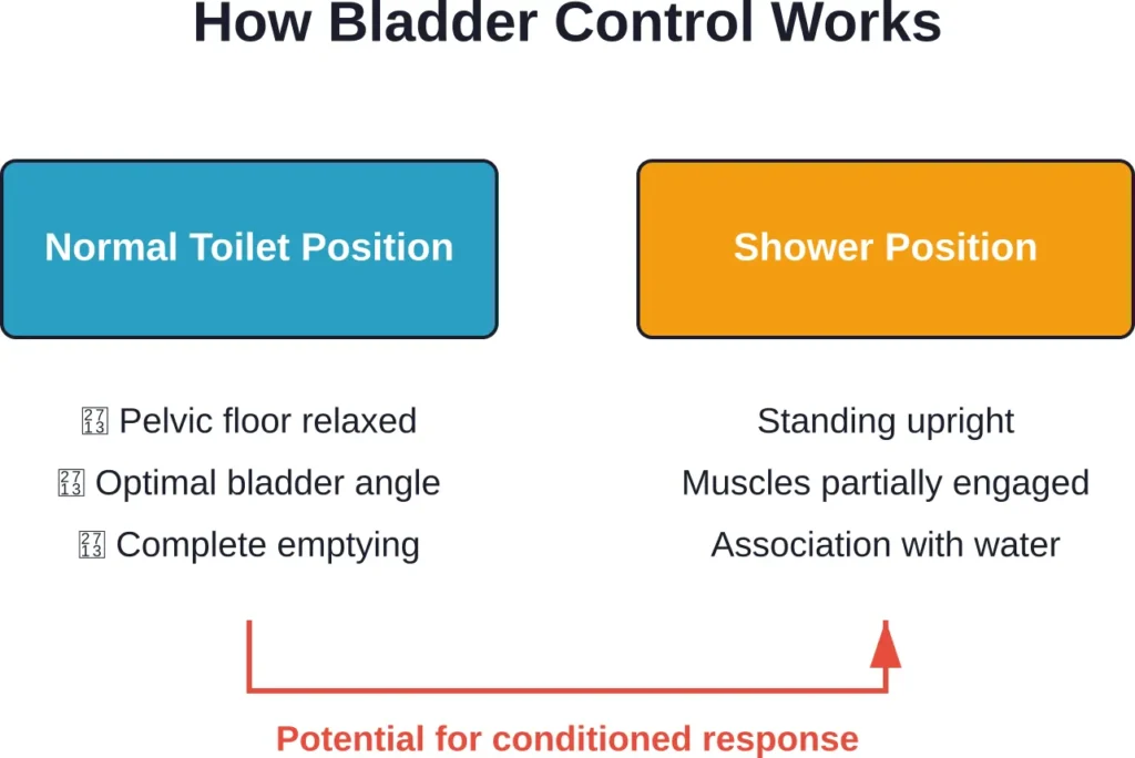 The anatomical and neurological differences between toilet and shower urination