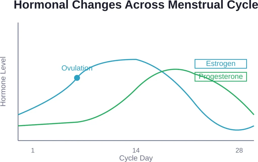 Estrogen and progesterone fluctuations throughout the menstrual cycle, showing the dramatic drop before menstruation that contributes to sleep disruption and fatigue.